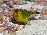 Galapagos 1-2-08 Bachas Yellow Warbler The yellow warbler is a colourful small bird not endemic to the Galapagos.